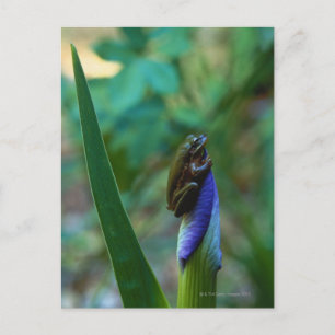 Carte Postale Grenouille d'arbre vert sur Iris