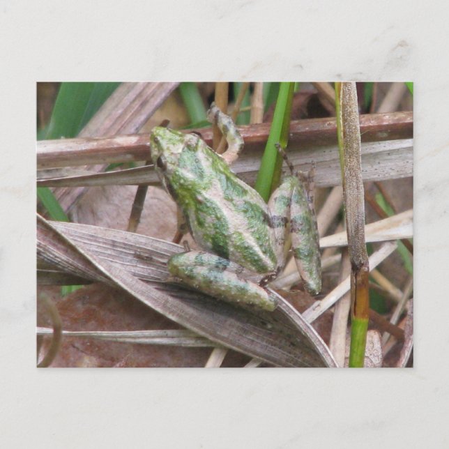 Carte Postale Grenouille de cricket colorée (Devant)