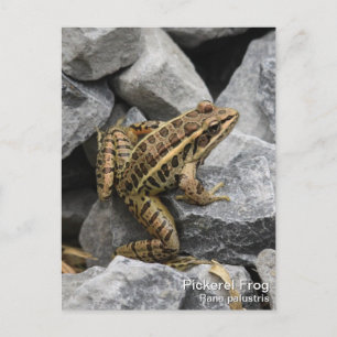 Carte Postale Grenouille de Pickerel