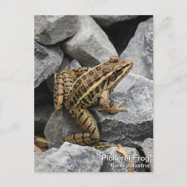 Carte Postale Grenouille de Pickerel (Devant)