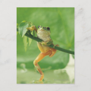 Carte Postale Grenouille des arbres