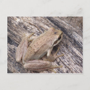 Carte Postale Grenouille des arbres