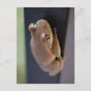 Carte Postale Grenouille des arbres