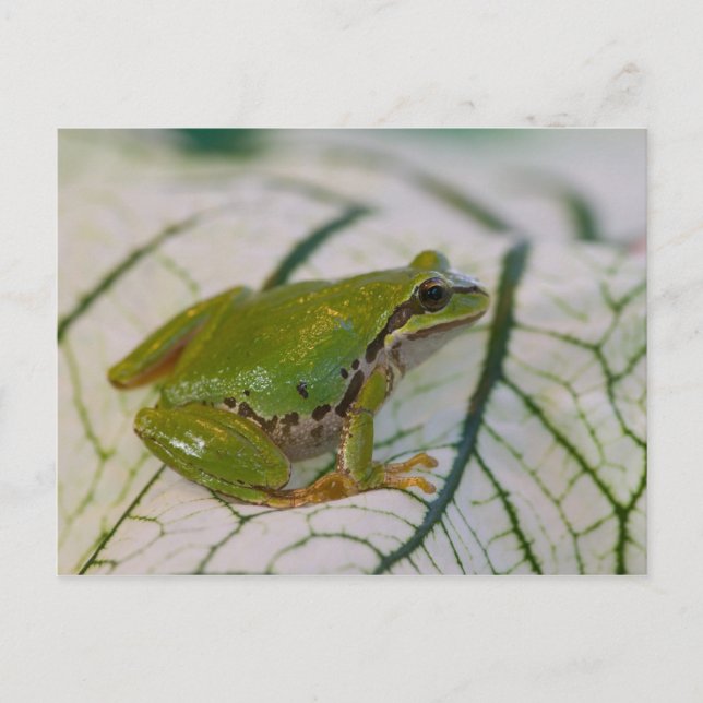 Carte Postale Grenouille des arbres du Pacifique sur les fleurs  (Devant)
