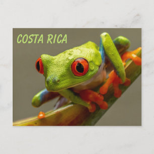 Carte Postale Grenouille des arbres rouges prête à sauter
