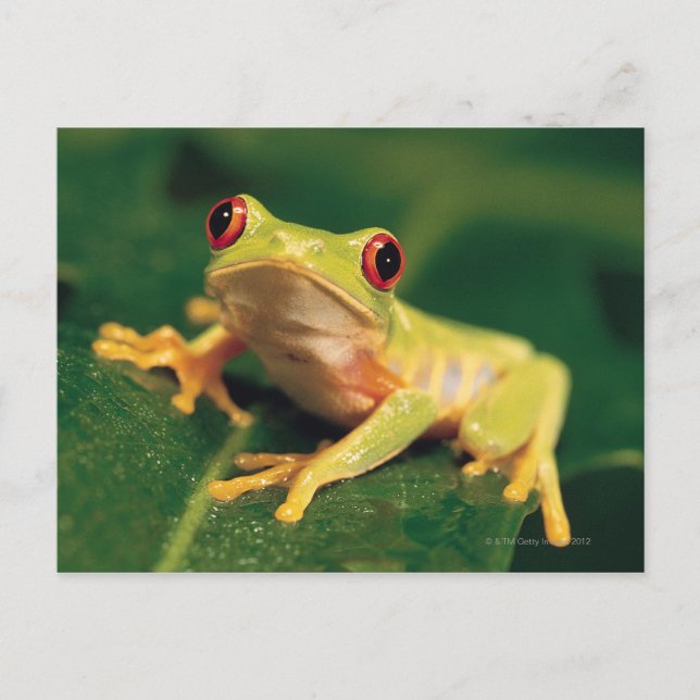 Carte Postale Grenouille des yeux rouges (Devant)