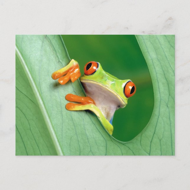 Carte Postale Grenouille drôle (Devant)