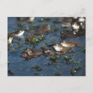 Carte Postale Grenouille drôle