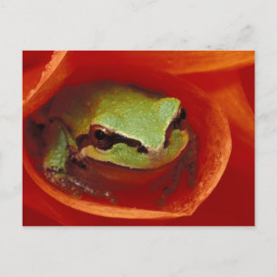 Carte Postale Grenouille du Pacifique Chorus à dahlia. Crédit :