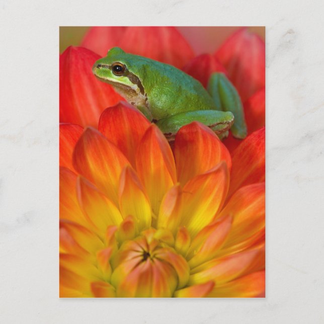 Carte Postale Grenouille du Pacifique sur fleurs (Devant)