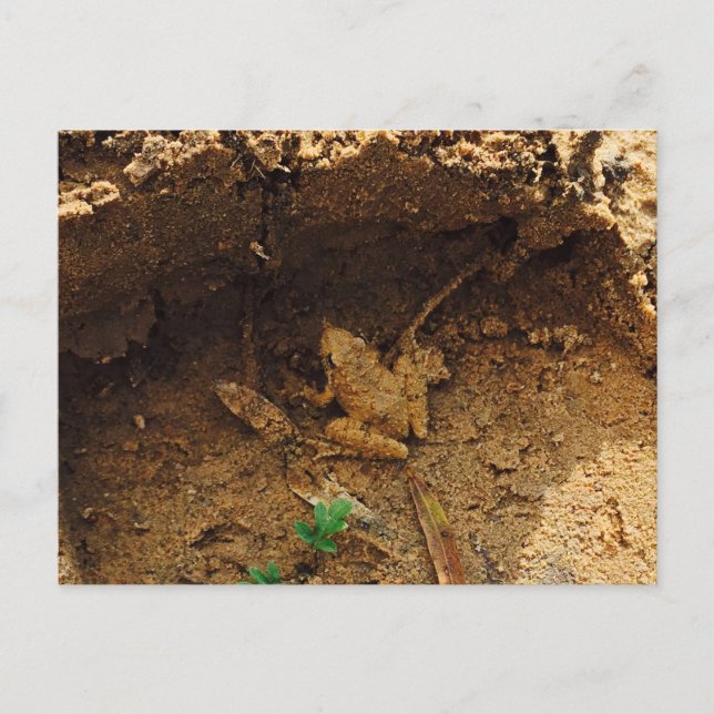 Carte Postale Grenouille en Pleasanton, Texas (Devant)