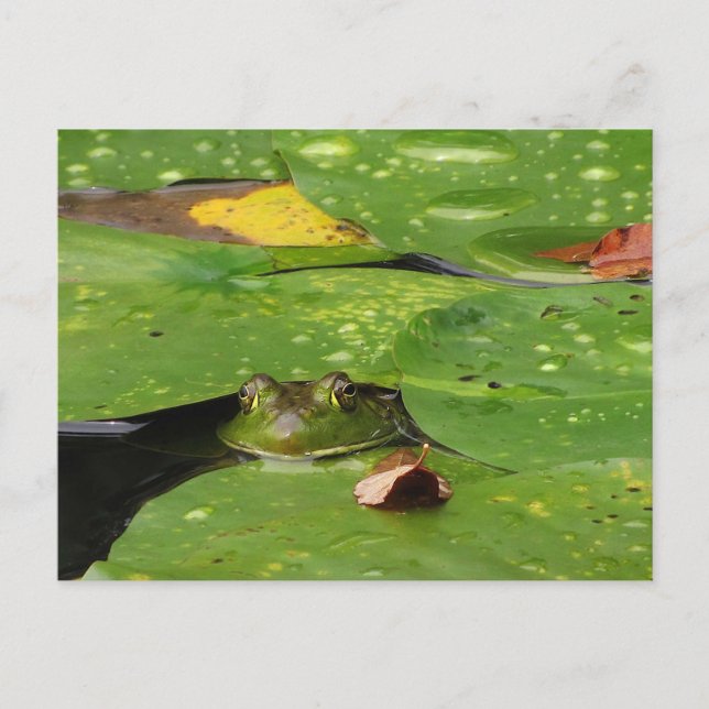 Carte Postale Grenouille et Lily Pads (Devant)