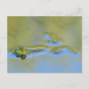 Carte Postale Grenouille flottante