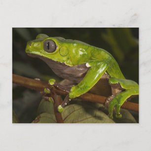 Carte Postale grenouille géante à feuilles (Phyllomedusa bicolor