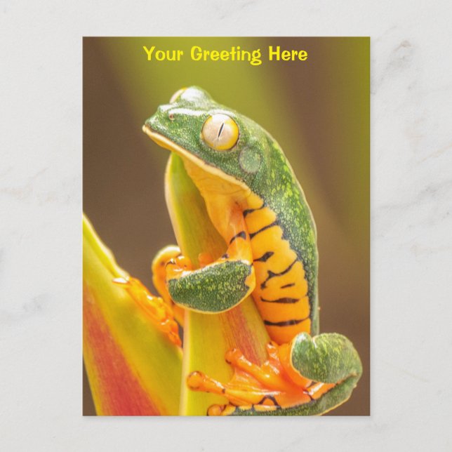 Carte Postale Grenouille | Grenouille de singe de Tiger Leg Pers (Devant)