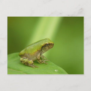 Carte postale Grenouille Gris Arbre.