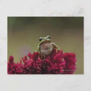Carte Postale Grenouille japonaise (Hyla japonica) sur fleurs,