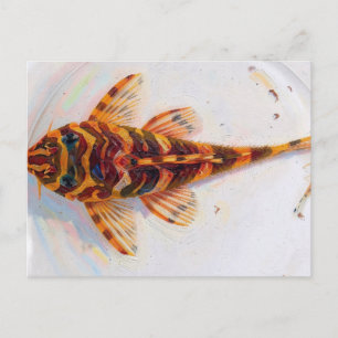 Carte Postale grenouille léopard L134 pleco