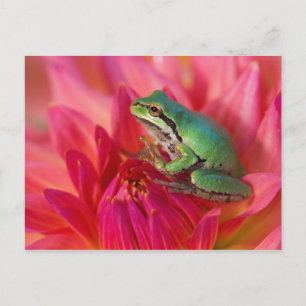 Carte Postale Grenouille léopard sur des fleurs dans notre jardi