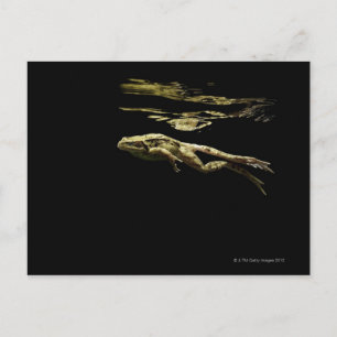 Carte Postale grenouille nageant dans le noir juste sous la surf