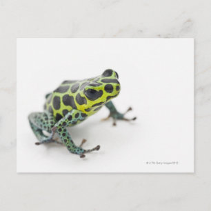 Carte Postale Grenouille noire Poison vert tacheté