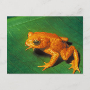 Carte Postale Grenouille orange