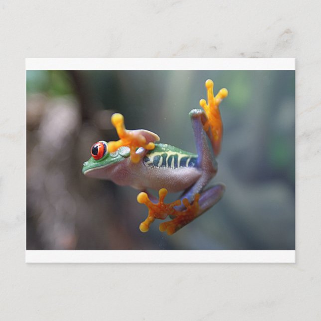 Carte Postale Grenouille par John Remar Jr. (Devant)