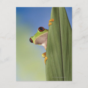 Carte Postale Grenouille rouge Tre Peeking de derrière une feuil