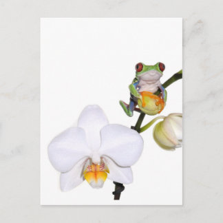 Carte Postale grenouille rousse sur orchidée