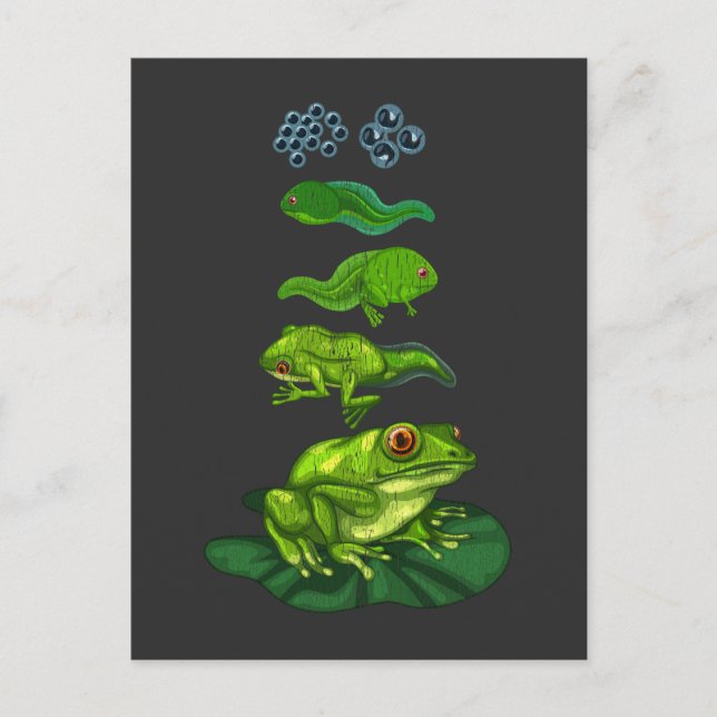 Carte Postale Grenouille Tadpole Biologie Métamorphose Cycle de  (Devant)