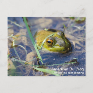 Carte Postale Grenouille-taureau américaine