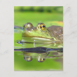 Carte postale Grenouille verte