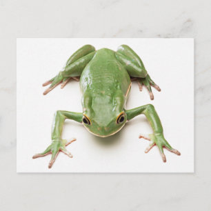 Carte Postale Grenouille verte