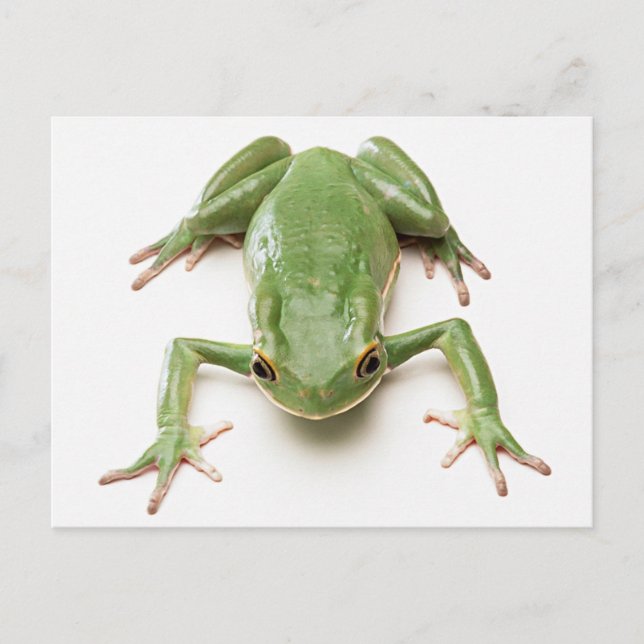 Carte Postale Grenouille verte (Devant)