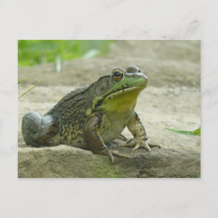 Carte Postale Grenouille verte.