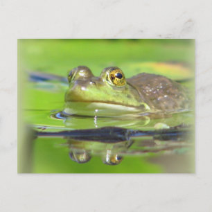 Carte postale Grenouille verte