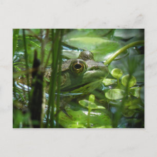 Carte postale Grenouille verte