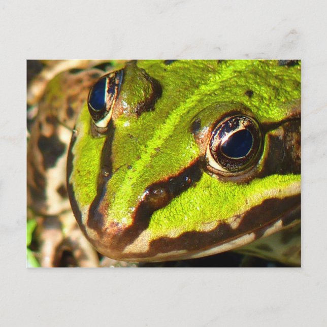 Carte Postale Grenouille verte (Devant)