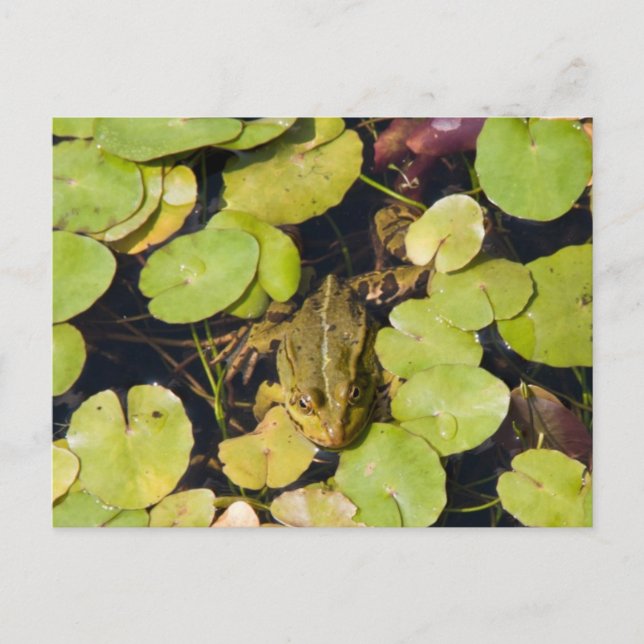 Carte Postale Grenouille verte (Devant)