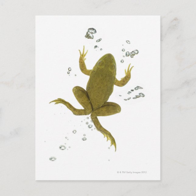 Carte Postale grenouille verte commune (Devant)