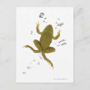 Carte Postale grenouille verte commune