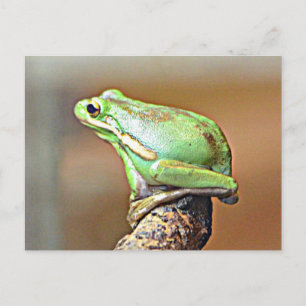 Carte Postale Grenouille verte de Louisiane