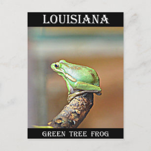 Carte Postale Grenouille verte de Louisiane