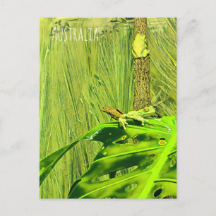 Carte Postale Grenouille verte Grenouille australienne