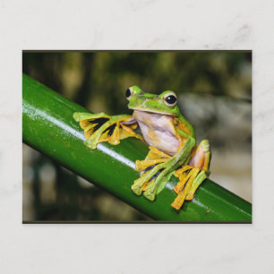 Carte Postale Grenouille volante de Wallace, a/k/a Grenouille pa