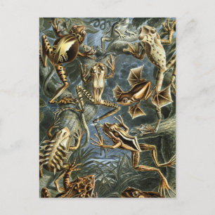 Carte Postale Grenouilles