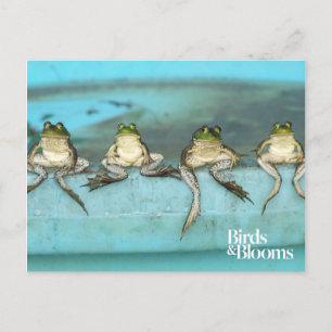 Carte Postale Grenouilles assis