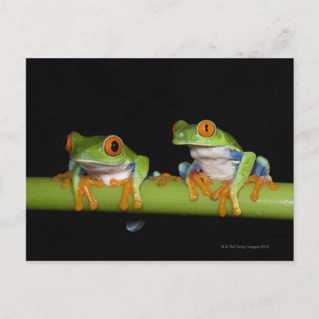 Carte Postale Grenouilles aux yeux rouges (Agalychnis callidryas (Devant)