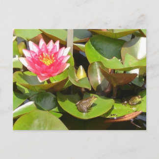 Carte Postale Grenouilles bronzantes