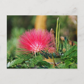 Carte Postale Grevillia